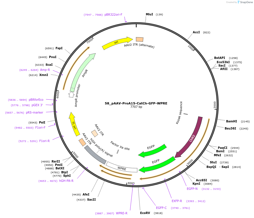125898-plasmid-map-sequence-id-257058