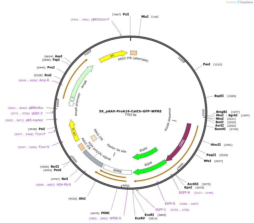 125899-plasmid-map-sequence-id-257060