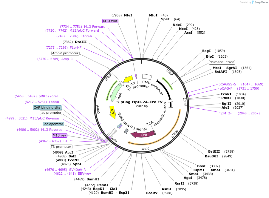 129419-plasmid-map-sequence-id-257064