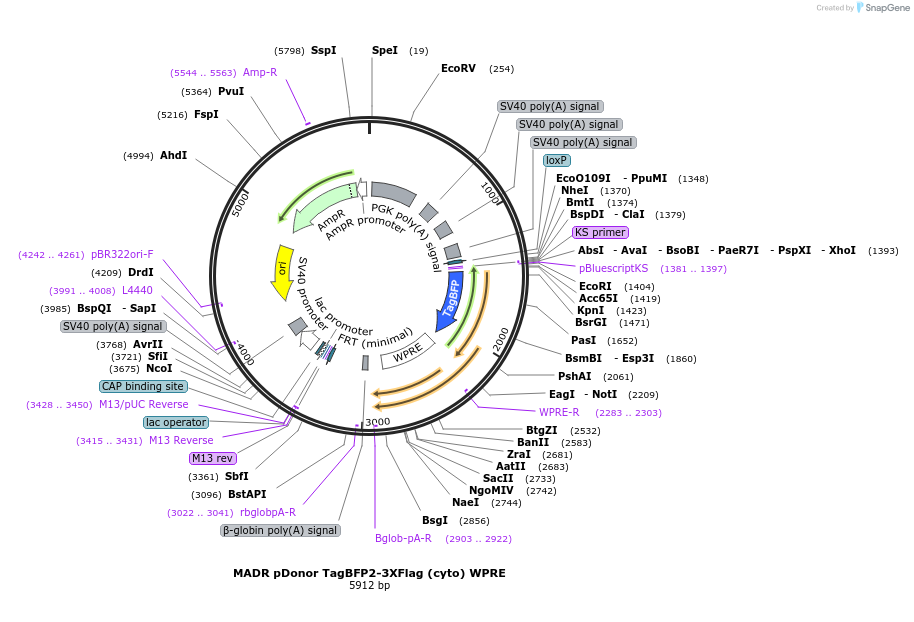 129421-plasmid-map-sequence-id-257066