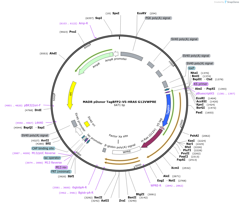 129420-plasmid-map-sequence-id-257068