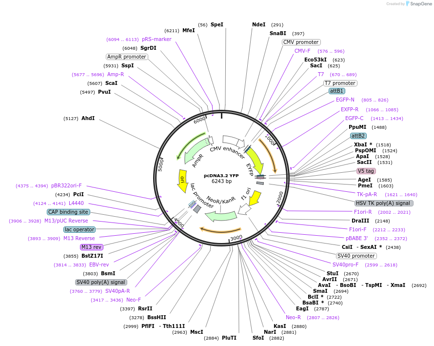 84910-plasmid-map-sequence-id-257070