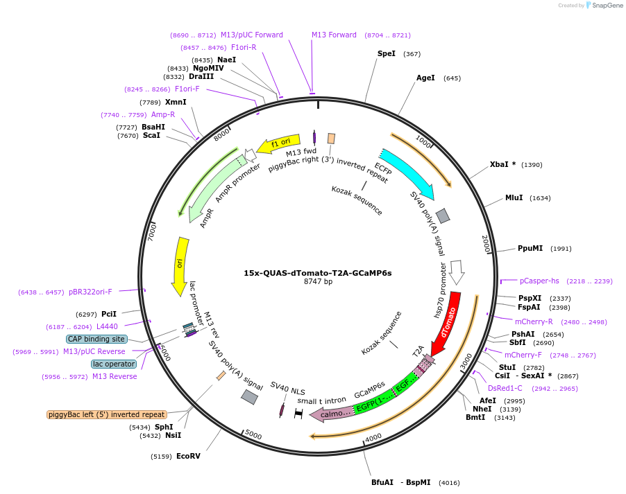 130666-plasmid-map-sequence-id-257078