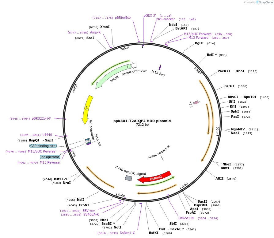 130667-plasmid-map-sequence-id-257080