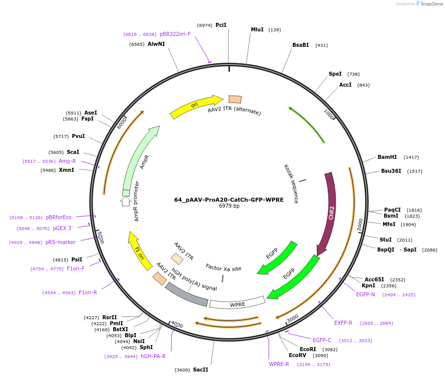 125903-plasmid-map-sequence-id-257084