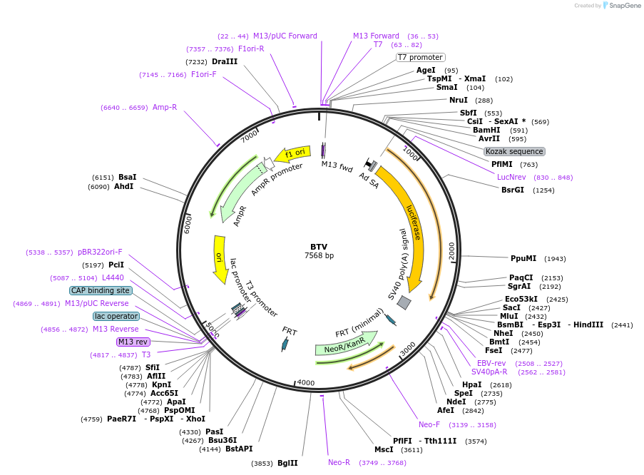 131589-plasmid-map-sequence-id-257086