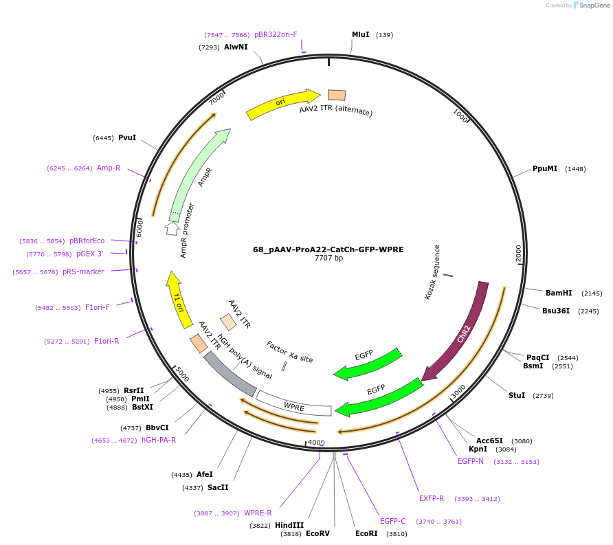 125905-plasmid-map-sequence-id-257087