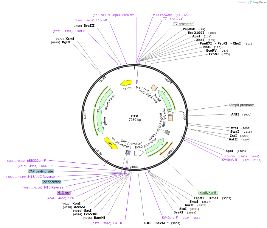 131590-plasmid-map-sequence-id-257089