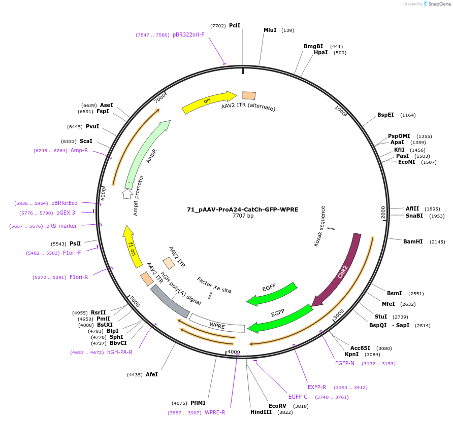125907-plasmid-map-sequence-id-257092