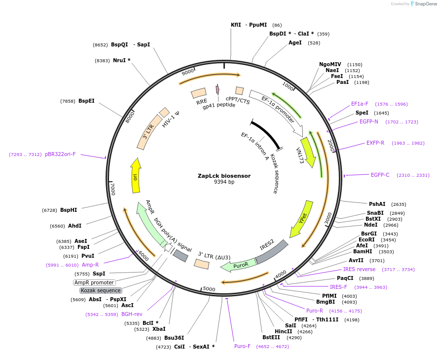131584-plasmid-map-sequence-id-257094