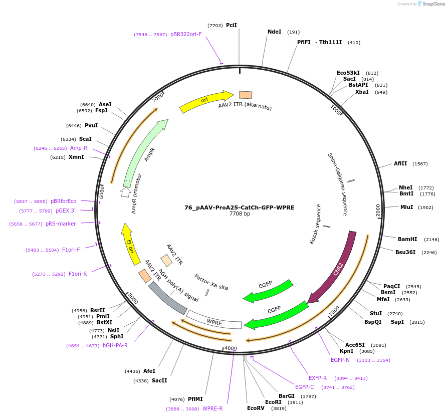 125908-plasmid-map-sequence-id-257098