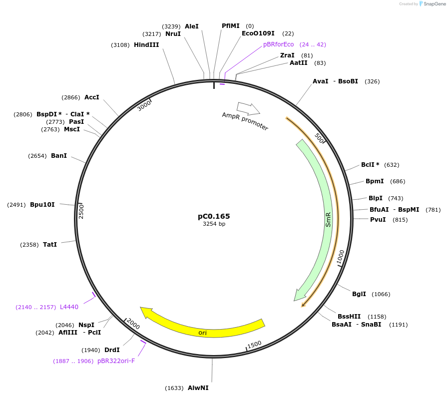 119634-plasmid-map-sequence-id-257115