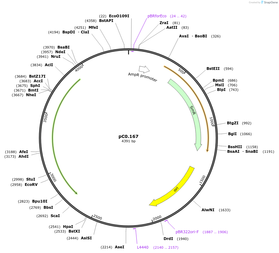 119636-plasmid-map-sequence-id-257116