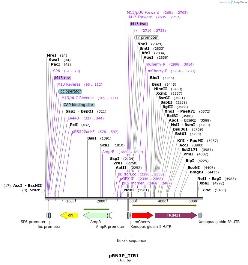 257125_map