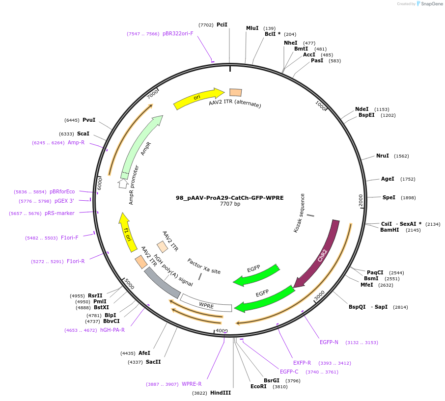 125912-plasmid-map-sequence-id-257148
