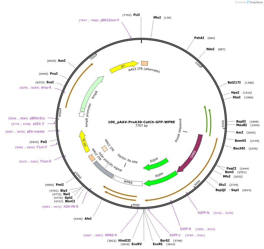 125913-plasmid-map-sequence-id-257150