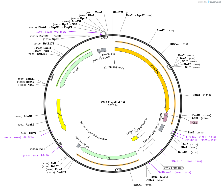 131037-plasmid-map-sequence-id-257152