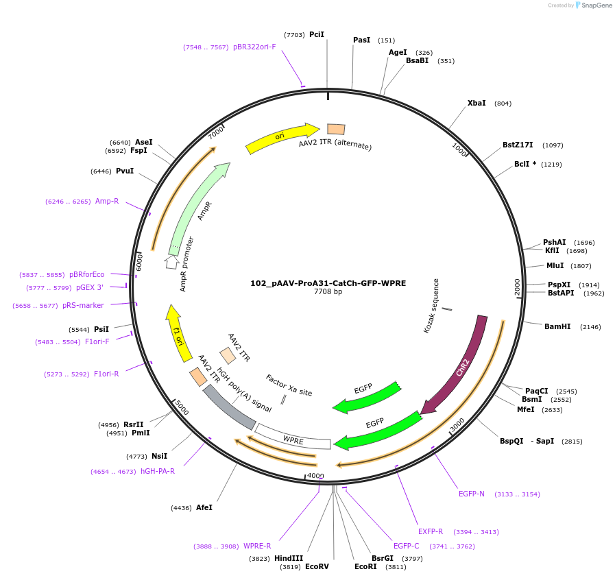 125914-plasmid-map-sequence-id-257153