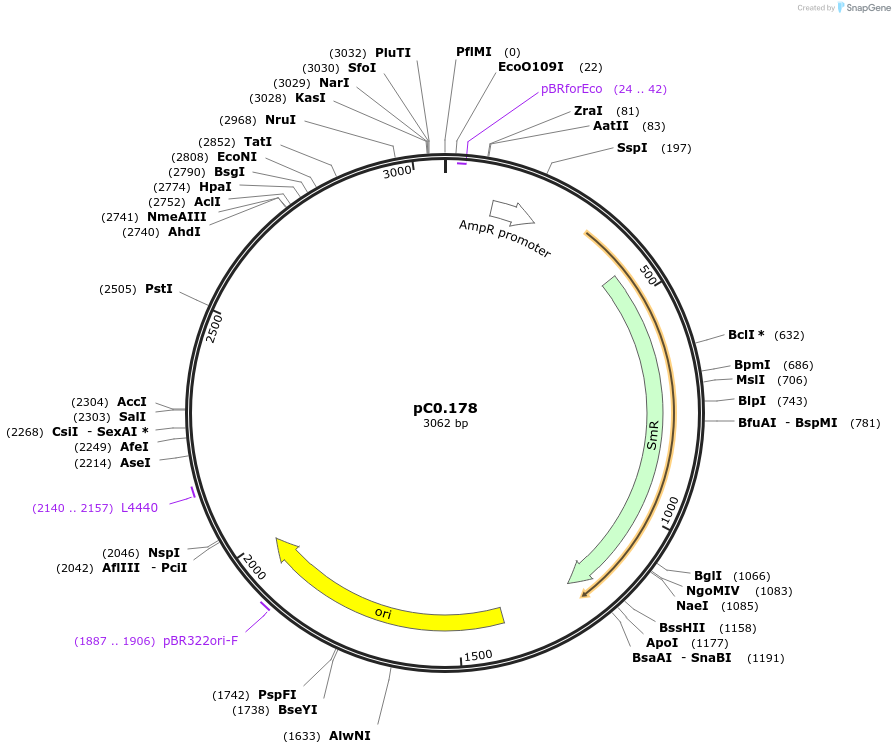 119645-plasmid-map-sequence-id-257161