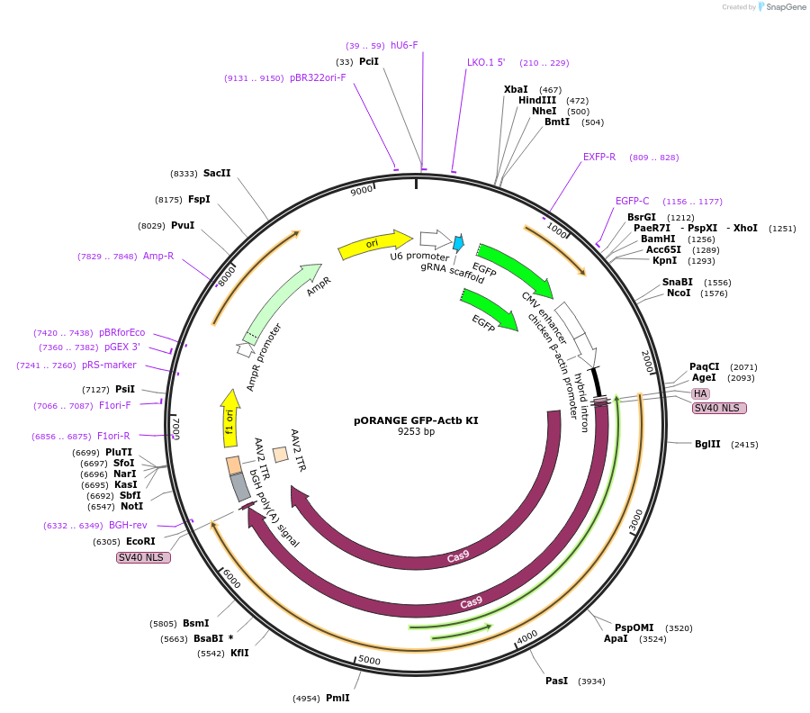 131479-plasmid-map-sequence-id-257162