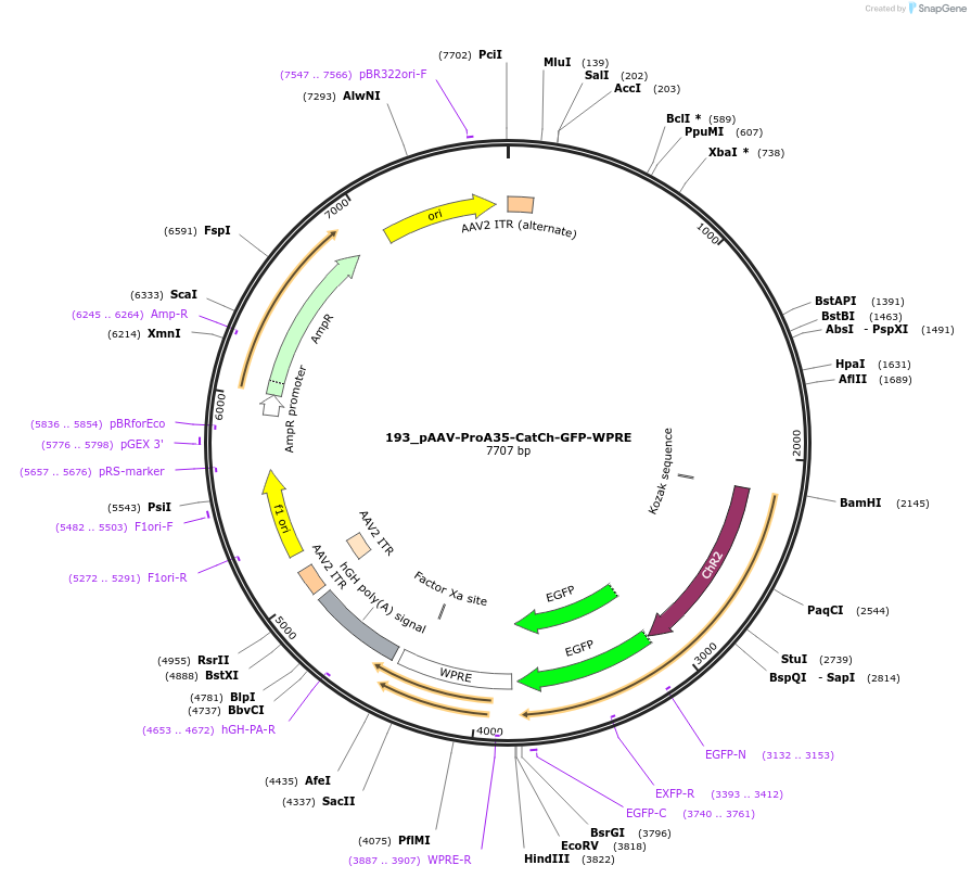 125918-plasmid-map-sequence-id-257166