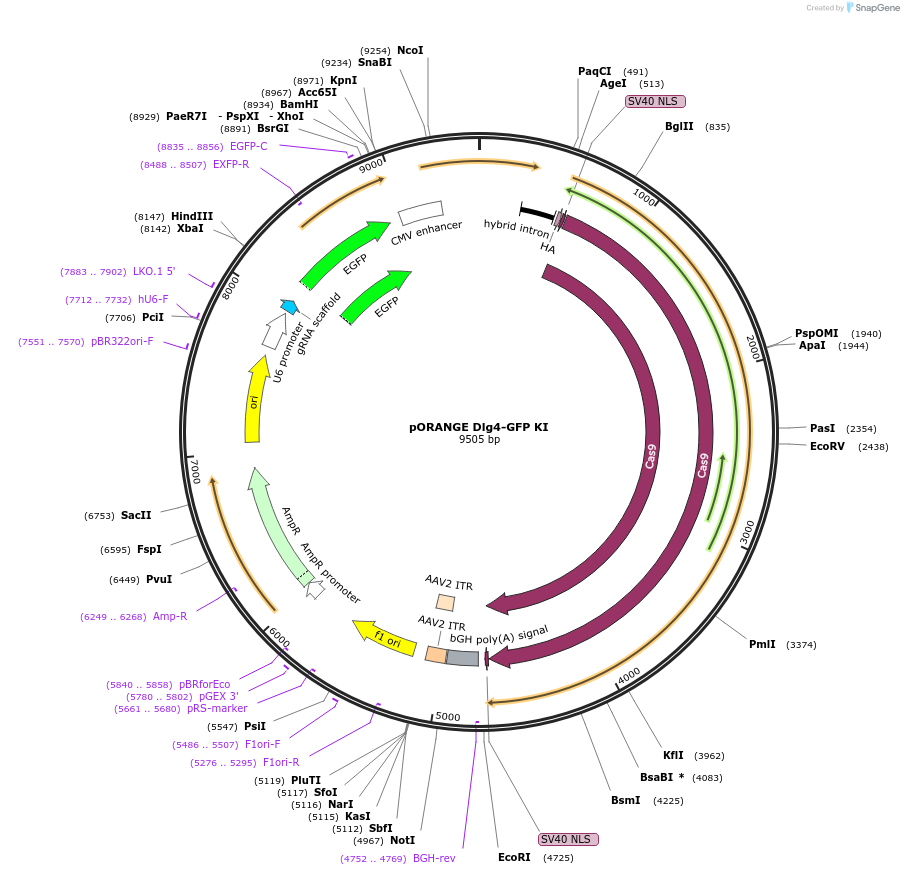 131477-plasmid-map-sequence-id-257169