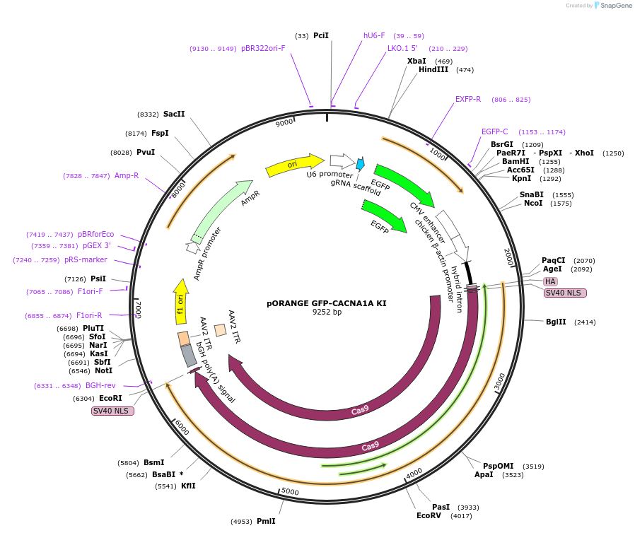 131480-plasmid-map-sequence-id-257173