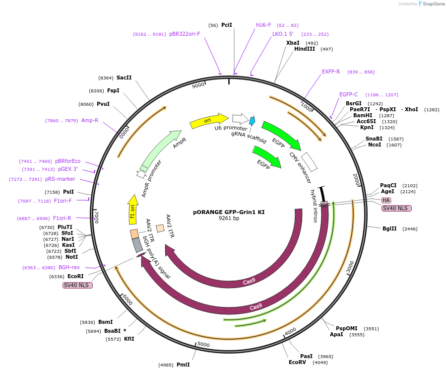 131485-plasmid-map-sequence-id-257188