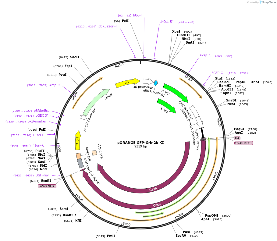 131487-plasmid-map-sequence-id-257190