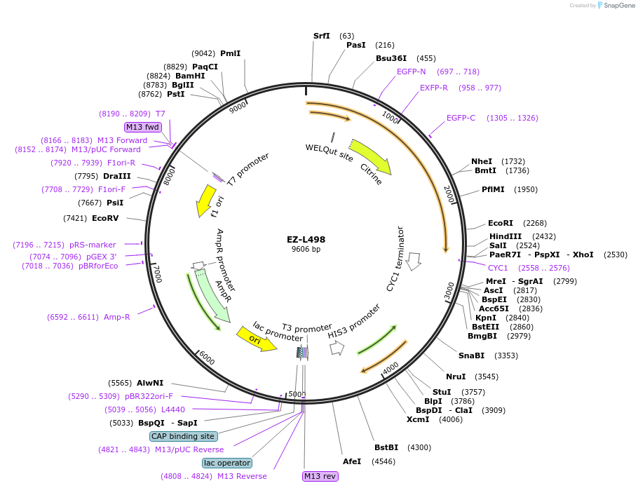 131771-plasmid-map-sequence-id-257192
