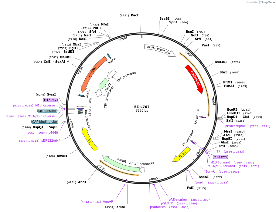 131773-plasmid-map-sequence-id-257193