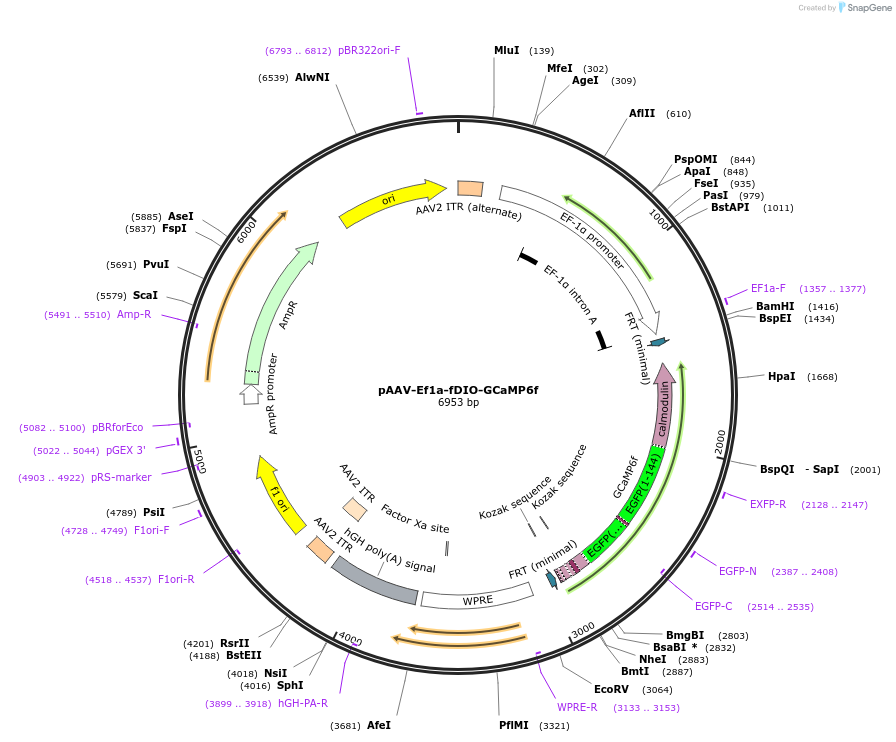 128315-plasmid-map-sequence-id-257198