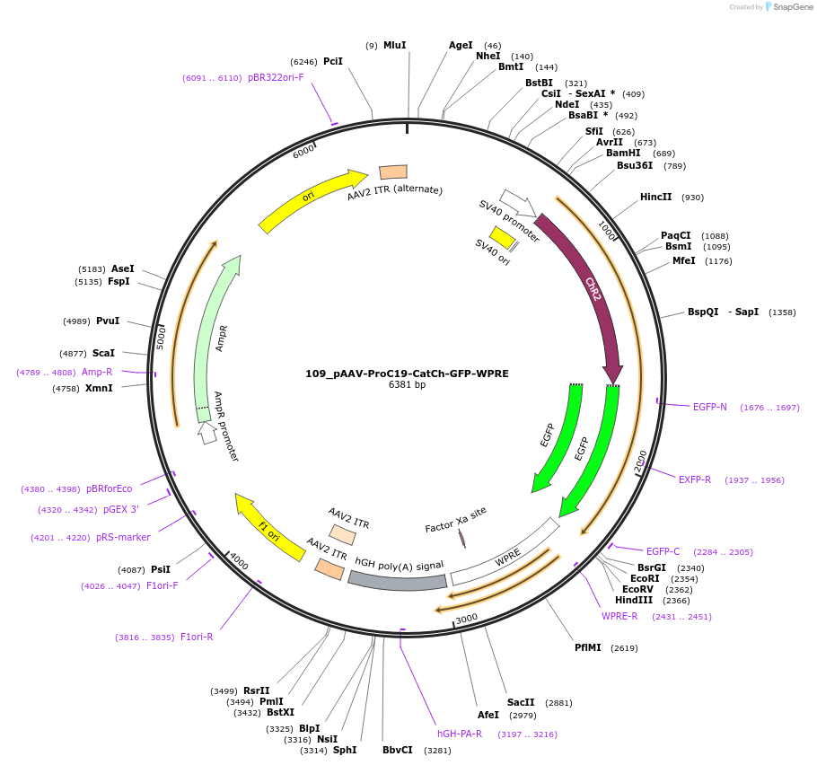 125954-plasmid-map-sequence-id-257252