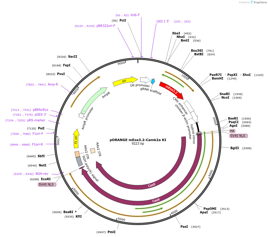 131493-plasmid-map-sequence-id-257256