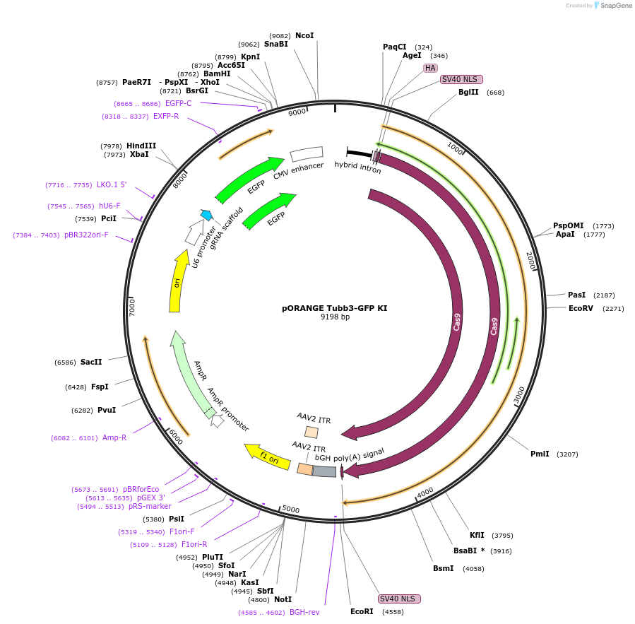 131497-plasmid-map-sequence-id-257260