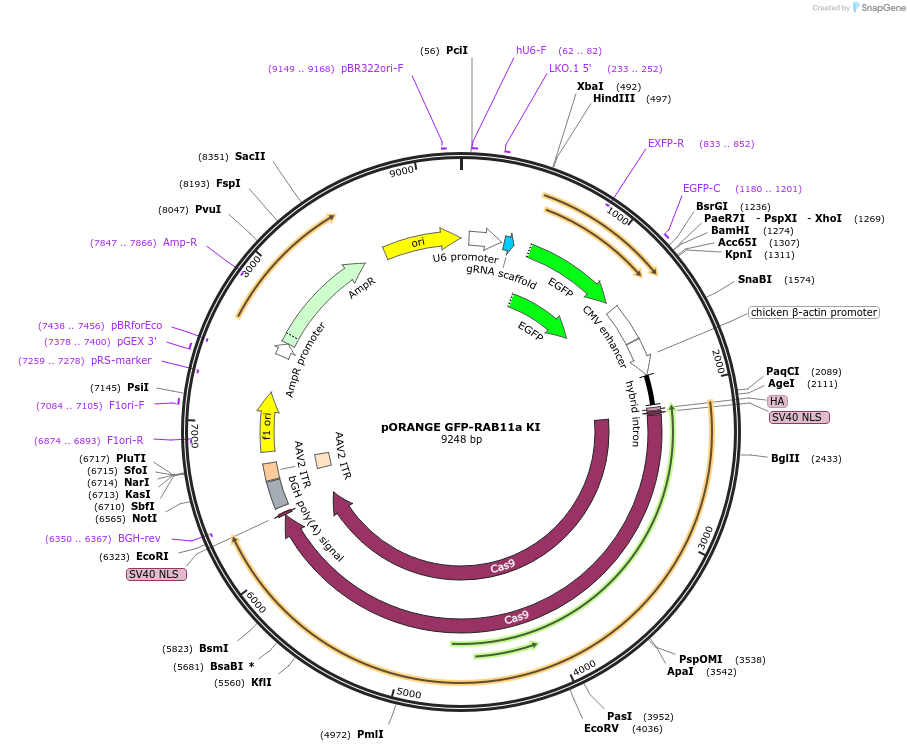 131499-plasmid-map-sequence-id-257266