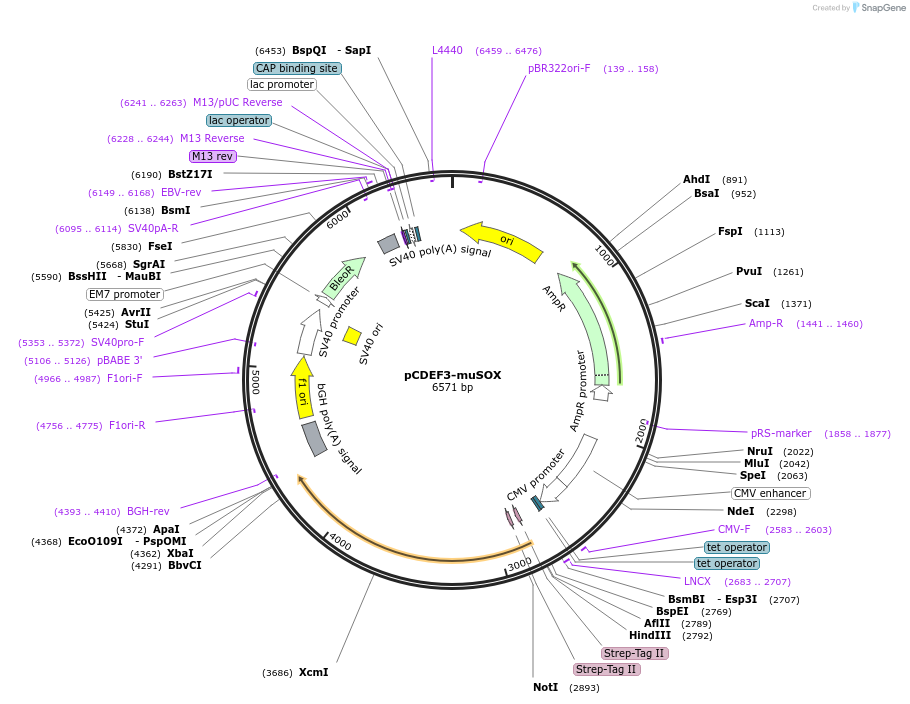 131695-plasmid-map-sequence-id-257268