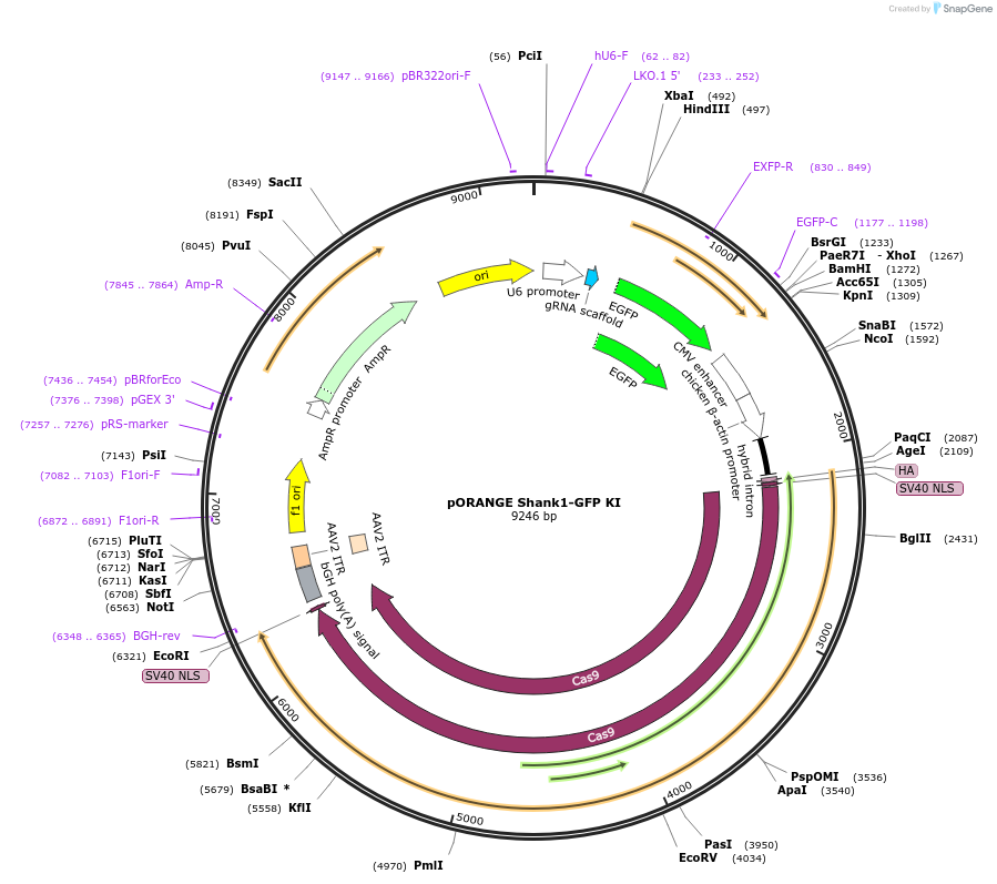 131500-plasmid-map-sequence-id-257269