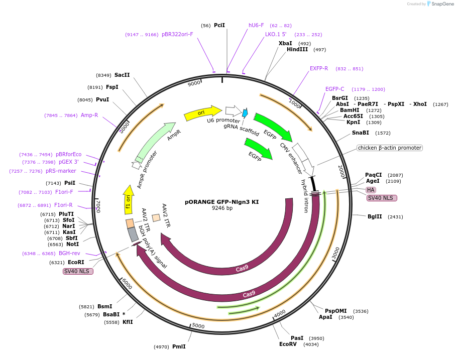131501-plasmid-map-sequence-id-257272