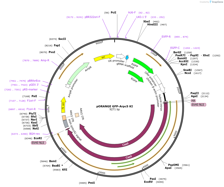131503-plasmid-map-sequence-id-257273
