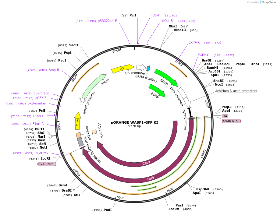 131502-plasmid-map-sequence-id-257274