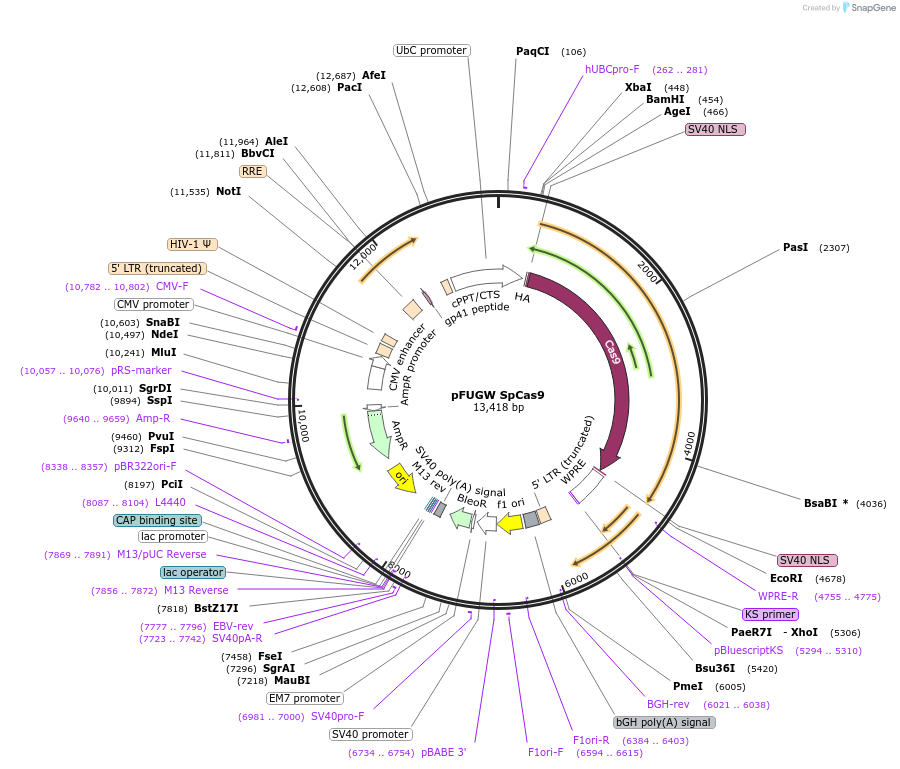 131506-plasmid-map-sequence-id-257276