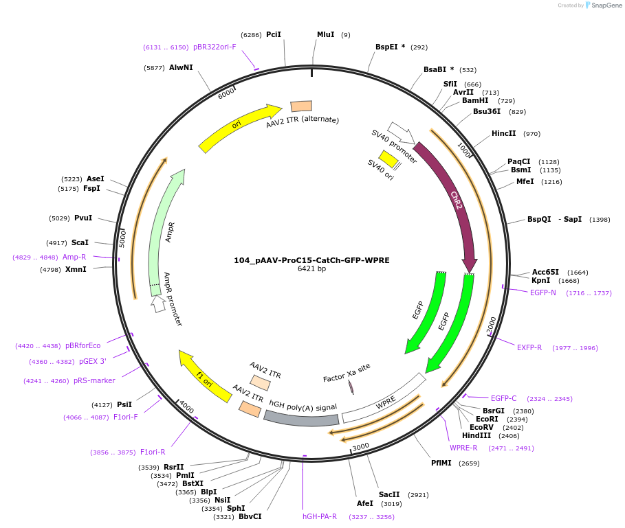 125950-plasmid-map-sequence-id-257277