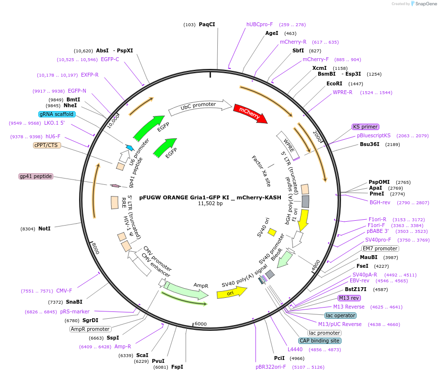131507-plasmid-map-sequence-id-257279