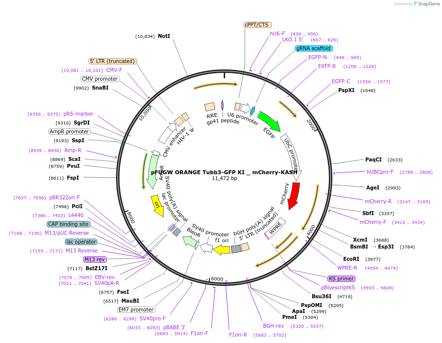 131508-plasmid-map-sequence-id-257280