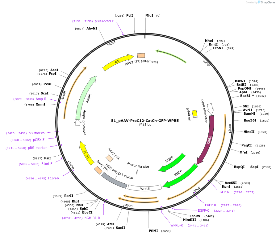 125947-plasmid-map-sequence-id-257282