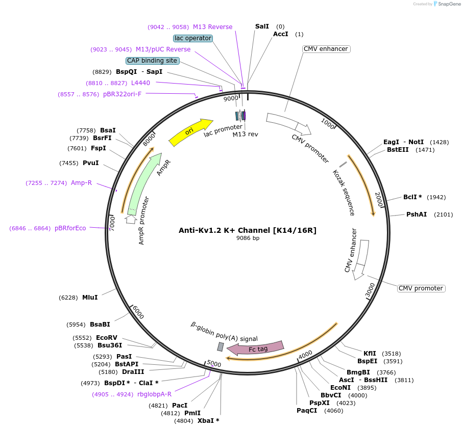 128614-plasmid-map-sequence-id-257288
