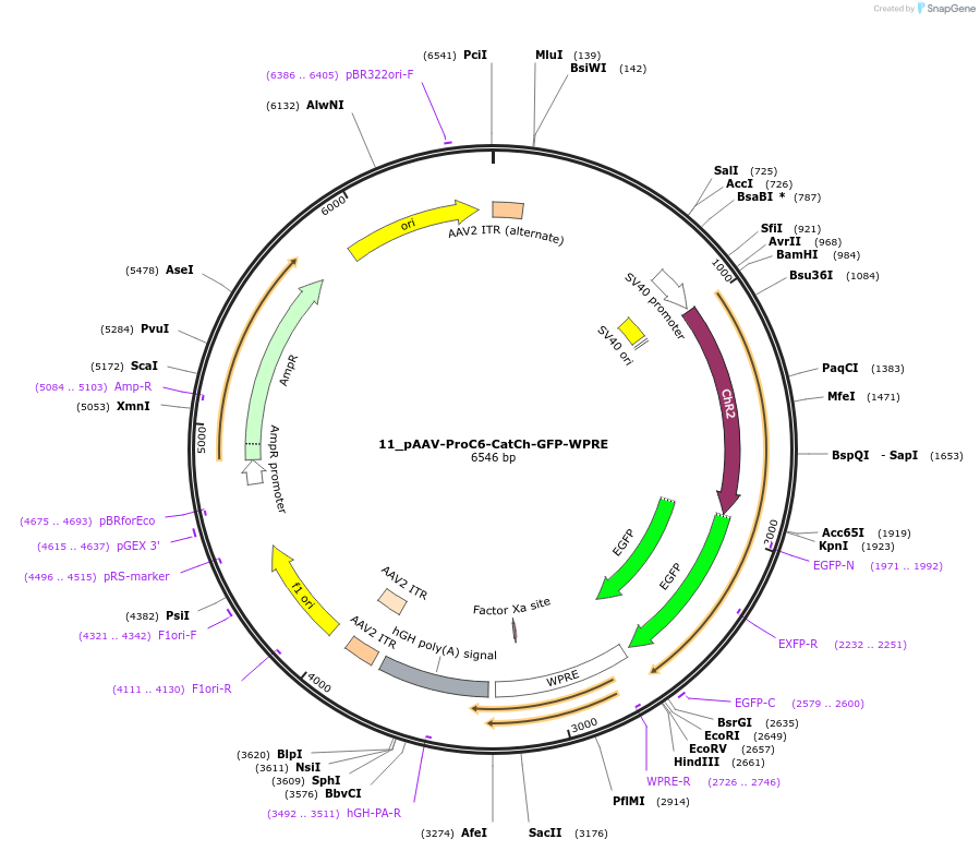 125942-plasmid-map-sequence-id-257289
