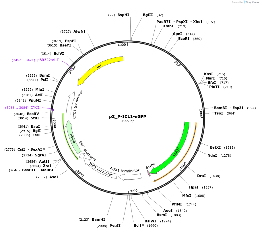 126716-plasmid-map-sequence-id-257296