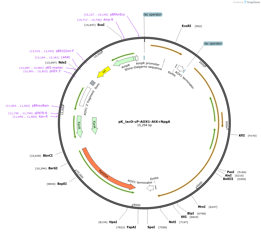 126727-plasmid-map-sequence-id-257299